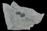 Two Flexicalymene Trilobites - LaPrairie, Quebec #164374-3